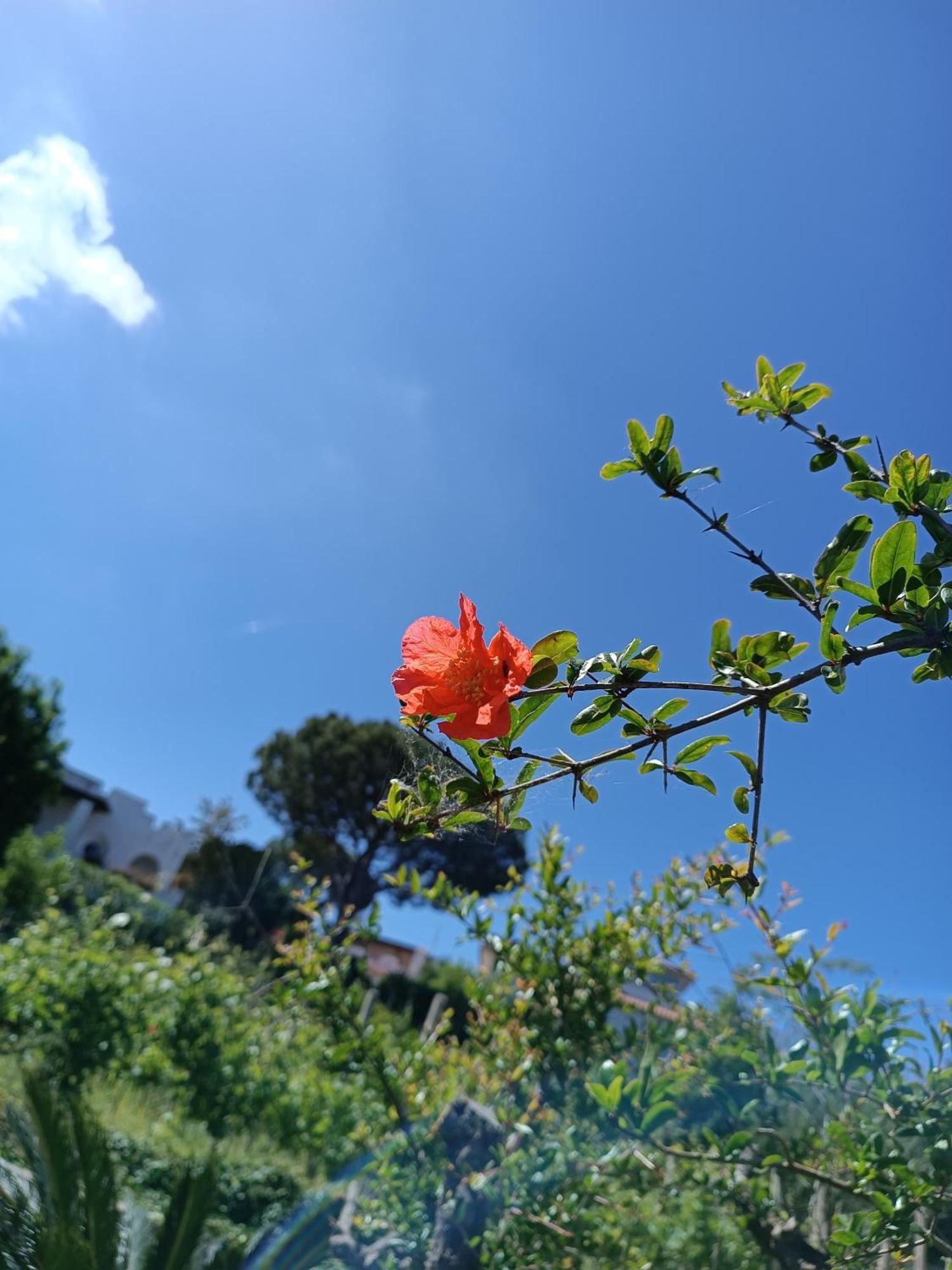 Residence Villa Olivia Forio di Ischia Buitenkant foto